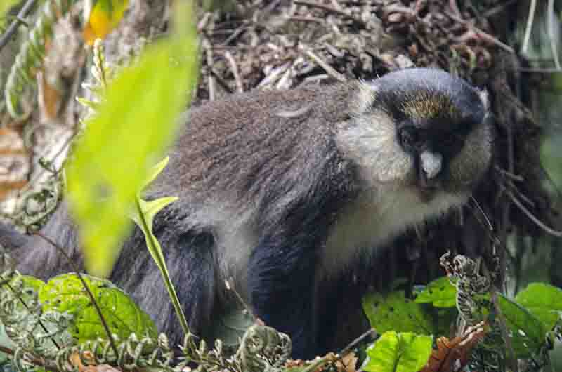 49 - Mono Red-Tailed o Cola Roja - parque nacional de la selva de Nyungwe - Ruanda